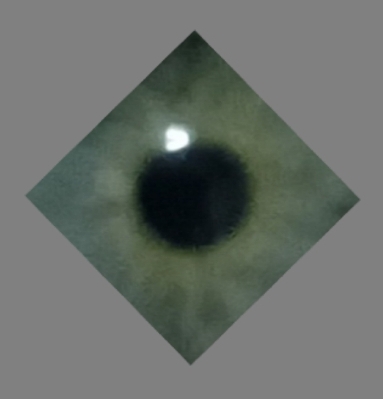 no G, no le, no military, no clubs, no masons, no iluminates, no Gor, no AGA, no C's